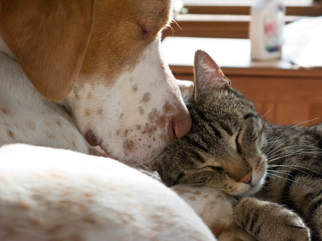 Dog and cat